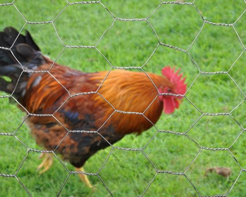 Ganapathy Wire Netting Company Coimbatore - Fencing Contractors in Coimbatore - Poultry Side Mesh - Product 6