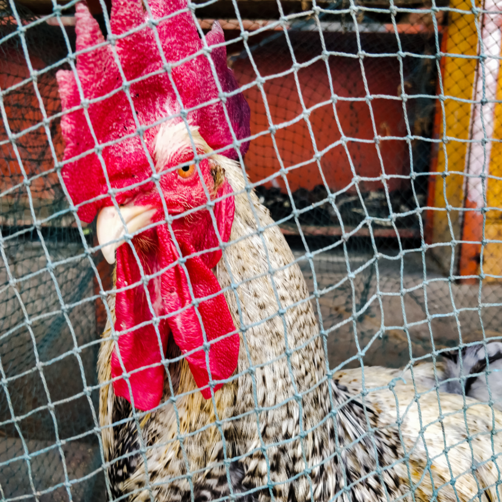 Ganapathy Wire Netting - Best Fencing Contractor – Creating a Secure Poultry Fence: Essential Tips for Maximum Safety - Fence Manufacturer