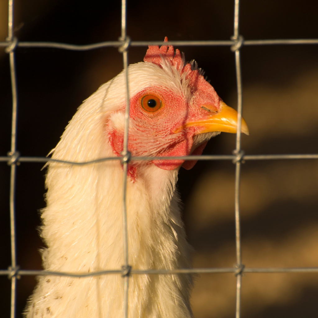 Ganapathy Wire Netting - Best Fencing Contractor – Creating a Secure Poultry Fence: Essential Tips for Maximum Safety - Fence Manufacturer