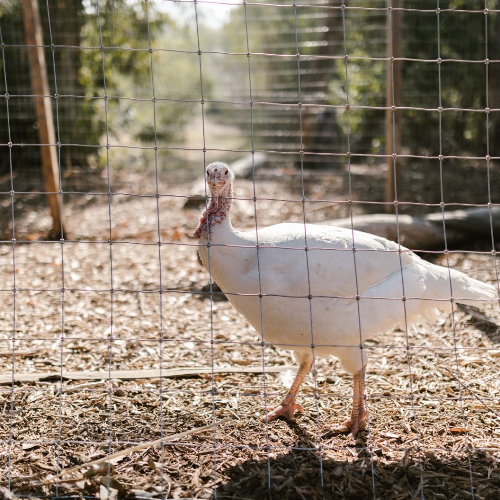 Ganapathy Wire Netting - Best Fencing Contractor – Creating a Secure Poultry Fence: Essential Tips for Maximum Safety - Fence Manufacturer